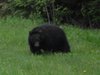 Black bear 2