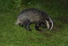 Young badger